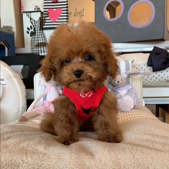 Meet your Posher, Syndee - Picture 1 of 1